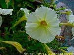 20090825msg038.jpg