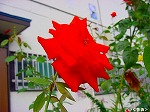 20090825msg041.jpg