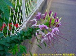 20090825msg042.jpg