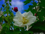 20090825msg049.jpg