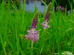 20090825msg053.jpg