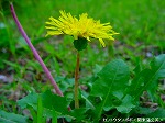 20090825msg064.jpg
