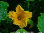20090825msg071.jpg