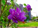 20090825msg072.jpg