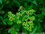 20090825msg075.jpg