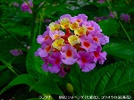 20090825msg078.jpg
