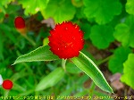 20090825msg079.jpg