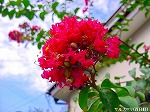 20090825msg082.jpg