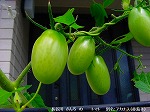 20090825msg086.jpg