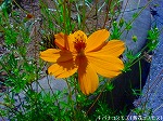 20090907m5s006.jpg