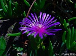 20090907m5s022.jpg