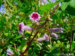 20090907m5s026.jpg