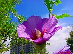 20090907m5s029.jpg