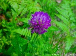 20090907m5s039.jpg