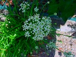 20090907m5s054.jpg