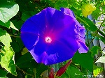 20090907m5s058.jpg