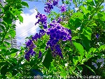 20090907m5s059.jpg