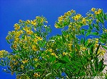 20090907m5s063.jpg