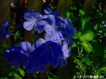 20090907m5s064.jpg