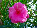 20090907m5s067.jpg