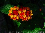 20090907m5s068.jpg