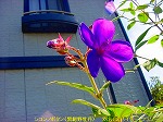 20090907m5s071.jpg