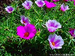 20090907m5s076.jpg