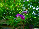 20090907m5s084.jpg