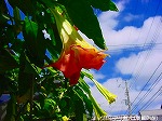 20090907m5s086.jpg