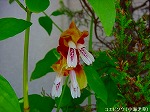 20090907m5s088.jpg