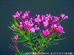 20090914mkh002.jpg