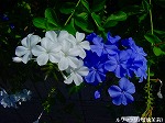 20090914mkh008.jpg