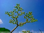 20090914mkh052.jpg