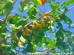 20090914mkh054.jpg