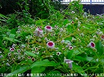 20090914mkh090.jpg