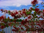20090914mkh097.jpg