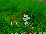 20090914mkh106.jpg