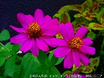 20090914mkh118.jpg