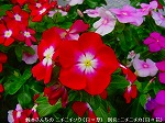 20090914mkh120.jpg