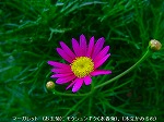 20090914mkh125.jpg