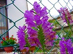 20090914mkh127.jpg