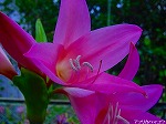20091014msg010.jpg