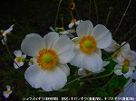 20091014msg020.jpg