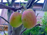 20091014msg021.jpg
