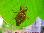 20091014msg029.jpg