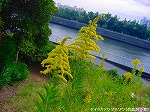 20091014msg042.jpg