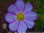 20091014msg064.jpg