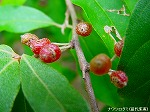 20091014msg077.jpg