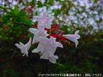 20091014msg088.jpg