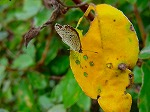 20091014msg105.jpg
